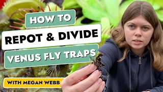 Dividing amp Repotting Venus Fly Traps – A StepbyStep Guide With Megan Webb [upl. by Delilah]