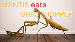 The praying mantis eats the grasshopper [upl. by Patty]