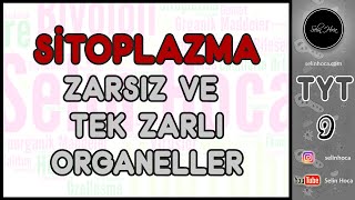 15 Sitoplazma 1 Zarsız ve Tek Zarlı Organeller [upl. by Htiderem]