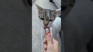 KASIH KUCING SNACK BIO CREAMY cat tingkahlucukucing rajakucing funnycats funny cute [upl. by Onibla808]