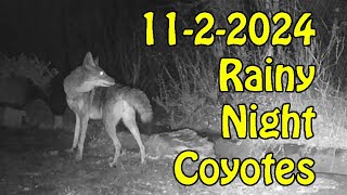 11 2 2024 Rainy Night Coyotes [upl. by Revlys]