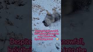 ChillyCheer keeshond doglover snow videos music pets [upl. by Dot]