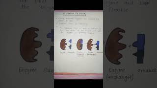 Mechanism of Enzyme Actionenzymeszoologyassignmentmsczoologymscshortsshorttrendingviralyt [upl. by Orelu]