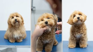 Maltipoo Full Groom  The Popular Teddy Bear Puppy Cut [upl. by Ashti]