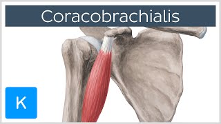 Coracobrachialis Muscle Overview  Human Anatomy  Kenhub [upl. by Akemak]