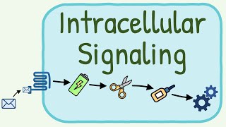 Intracellular Signaling  Second Messenger System [upl. by Levina932]