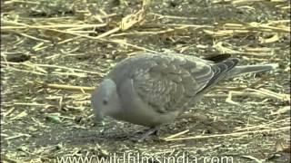 Ringnecked Dove [upl. by Mena254]