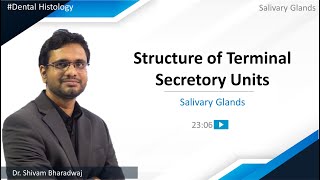 Dental Histology  Salivary Glands  Structure of Terminal Secretory Units [upl. by Cheadle]