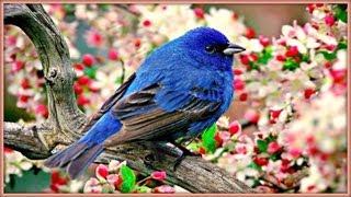 ❀ Sound Therapy  Morning Birds [upl. by Retsila373]