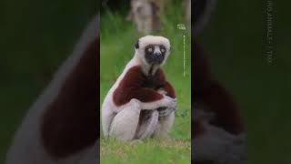 Critically Endangered Dancing Lemur Born in UK Zoo [upl. by Bright]