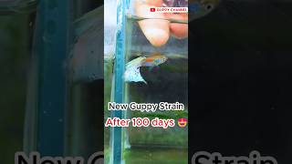 New Guppy Fish Strain After 100 Days guppyfishtank fishtank aquarium [upl. by Kylen]