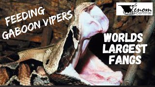 Worlds Largest Fangs  Feeding African Gaboon Vipers [upl. by Hedges216]