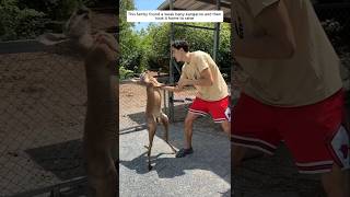 This family found a weak baby kangaroo and then took it home to raise animalshorts [upl. by Adnohsal]