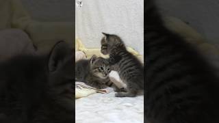 Feline Funland Heartwarming Kitten Play and Cuteness Overload 🐾❤️ shorts [upl. by Auhsaj]