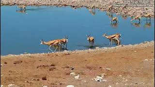 Springboks at Okaukuejo Resort Waterhole Namibia Link in description [upl. by Verda]