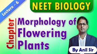 Morphology of flowering plants L6 neetbiology morphologyoffloweringplants [upl. by Fae]