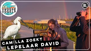 Camilla Dreef telt de lepelaars op de Marker Wadden  TV  Vroege Vogels [upl. by Hbahsur61]