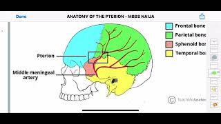 Anatomy of the Pterion region of Human Skull [upl. by Anail]