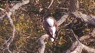 Decorah North  Czy para bielików amerykańskich zaakceptuje nowe gniazdo 🦅 [upl. by Swetlana]