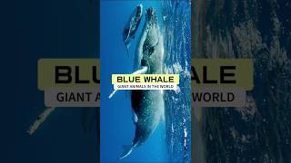 blue whale size [upl. by Yerot289]