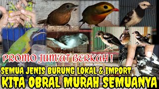 🔴PROMO JUMAT BERKAH‼️BELI ECER HRG GROSIR FULL STOK BURUNG LOKAL amp IMPORT WATLP 083875536945 [upl. by Ru]