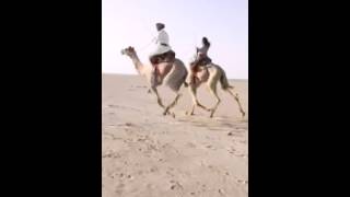 Camel racing is very beautiful Saudi Arabia Bedouins [upl. by Gee]