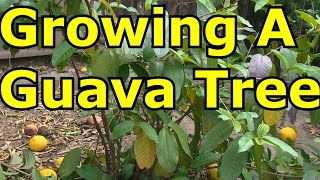 Growing A Guava Tree in Cold Climates [upl. by Aneeh]