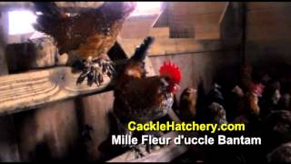 Mille Fleur dUccle Bantam Chicken Breed Breeder Flock  Cackle Hatchery [upl. by Wampler]