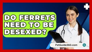 Do Ferrets Need to Be Desexed  PetGuide360com [upl. by Hoban497]