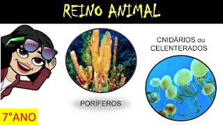 REINO ANIMAL  FILOS PORÍFEROS E CNIDÁRIOS [upl. by Mintun912]