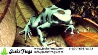 Awesome Auratus Dart Frogs [upl. by Llezo805]