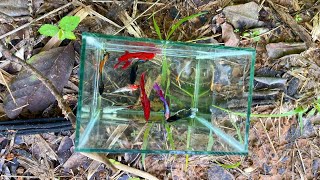 Amazing Modern Betta Fish Fishing Technique Catching Betta Fish From lake by Hand [upl. by Orozco406]