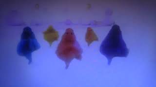 The Boohbahs Do Quick Boohbah Action To Stormy Storm [upl. by Urita67]