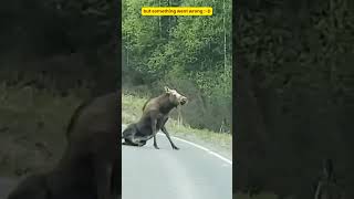 Unbelievable Encounter A Terrifying Moose Attacks Car Look what happens [upl. by Phillane]