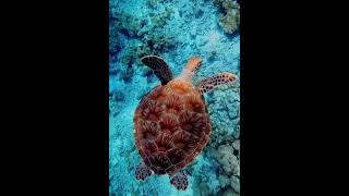 Sea turtle long live reptile marine life biology ecology [upl. by Abigail]