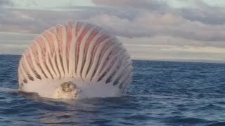 6 Strangest Things Ever Discovered in the Ocean [upl. by Drain]