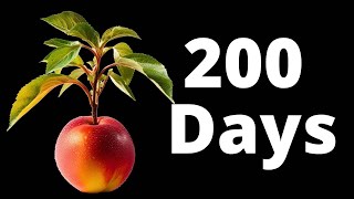 Growing a NECTARINE Tree from Seed in Timelapse 200 Days [upl. by Mitchiner]