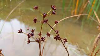 Fluid Elegance Exploring the Charms of Jointed Rush [upl. by Byler485]