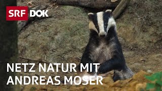 Der Dachs – das heimlichste Wildtier der Schweiz  NETZ NATUR mit Andreas Moser  DOK  SRF Wissen [upl. by Cirnek]