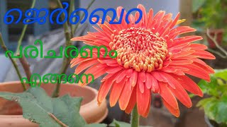 Jerabera plant care in malayalam [upl. by Craddock947]