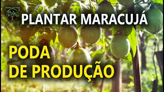 Cuidados com Pé de Maracujá em Casa como Produzir de forma Simples [upl. by Berna]