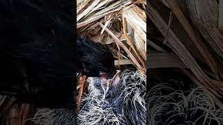 Greater coucal Bird brings food to feed the baby in the rain birds closeviewofindianmyna [upl. by Nojram793]