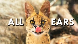 Servals Are Like 90 Ears [upl. by Enilecram734]