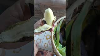 Newly cooked banana Trip ni Eve banana shortvideo youtubeshorts satisfying trendingshorts [upl. by Amanda]