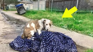 Dog Holds On to His Blanket and What Happens Next Will Bring You to Tears [upl. by Ysus757]