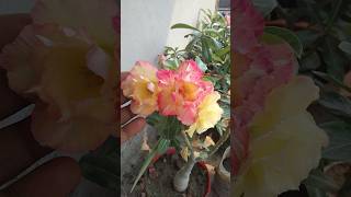 Adeniam mouana trending gardening [upl. by Nahtiek]