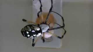 Argiope Aurantia Making Egg Sac Complete Time Lapse 6500 [upl. by Nueovas]