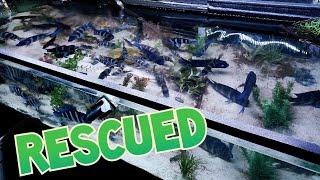 We Rescued A Huge Colony of Beautiful Frontosa Cichlids [upl. by Assirram]