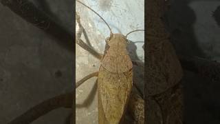 Hawkmoths music phonk halloween beats typebeat trending nature natureinsects [upl. by Nagem145]