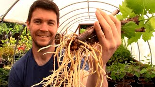 How to Grow GRAPE VINES from CUTTINGS Fast and Easy  Hardwood Cuttings of Grape Vines Propagation [upl. by Llerahs]